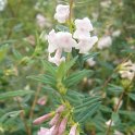 Lonicera thibetica P1B P6 (2)